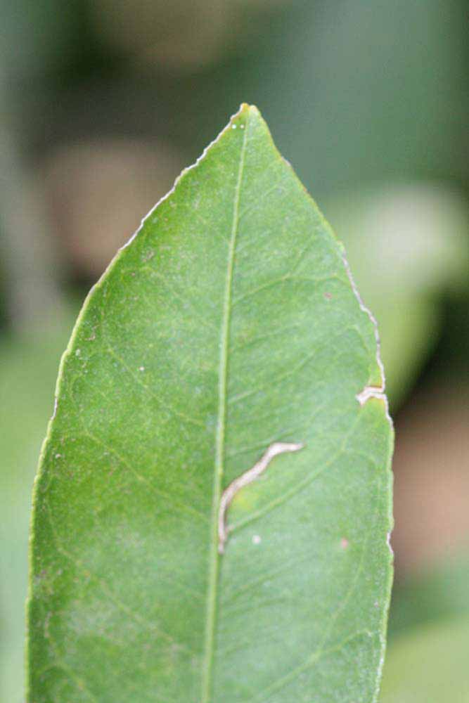              Margin (Riverside, CA)       